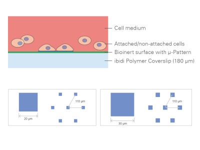 µ-Slides With Single-Cell µ-Pattern