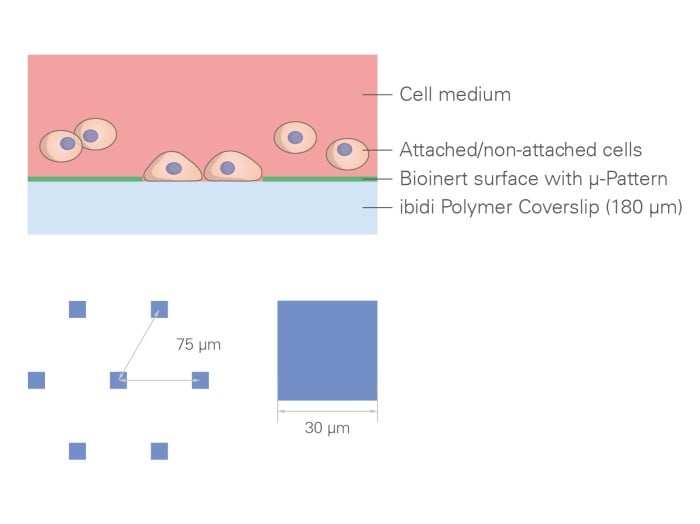 µ-Slide VI 0.4 µ-Pattern ibiTreat, sqr30, pit75, hex