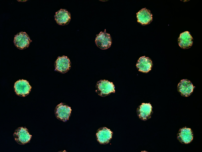 µ-Slide VI 0.4 µ-Pattern ibiTreat, cir200, pit600, hex