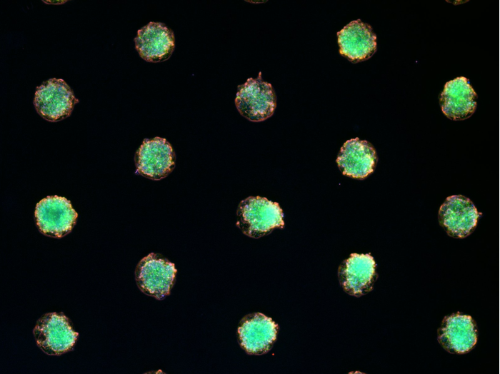 µ-Slide VI 0.4 µ-Pattern ibiTreat, cir200, pit600, hex