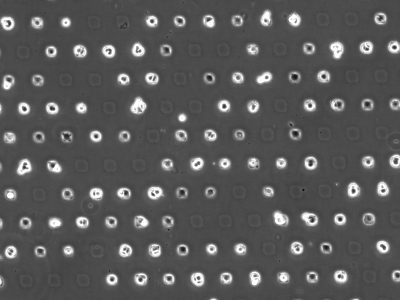 µ-Slide VI 0.4 µ-Pattern ibiTreat, sqr30, pit75, hex