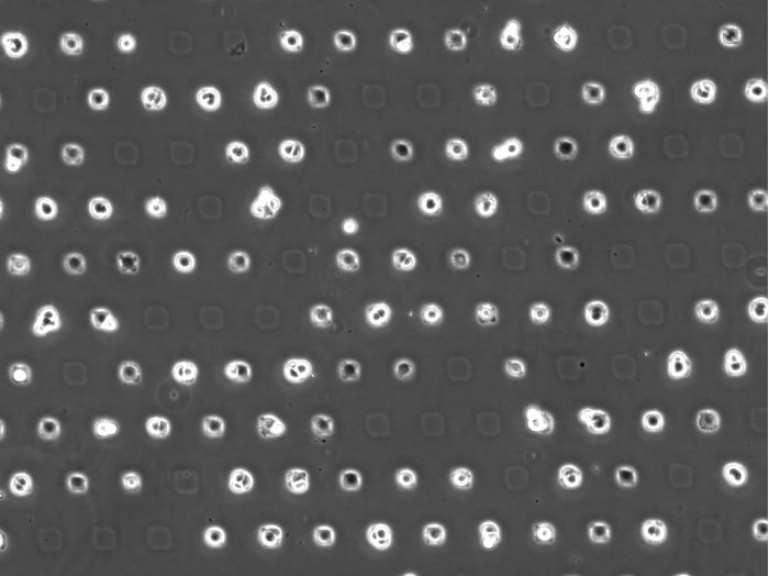 µ-Slide VI 0.4 µ-Pattern ibiTreat, sqr30, pit75, hex
