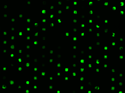 µ-Slide 8 Well high µ-Pattern ibiTreat, sqr30, pit75, hex