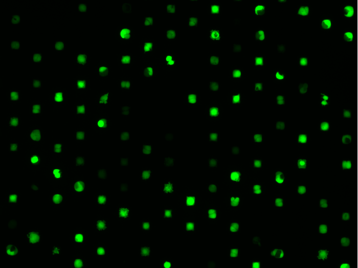 µ-Slide 8 Well high µ-Pattern ibiTreat, sqr30, pit75, hex