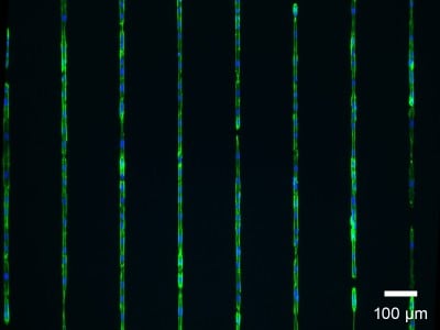 μ-Slide 8 Well high μ-Pattern ibiTreat, lin20, pit170