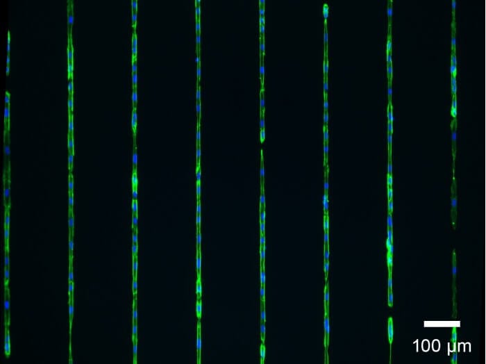 μ-Slide 8 Well high μ-Pattern ibiTreat, lin20, pit170