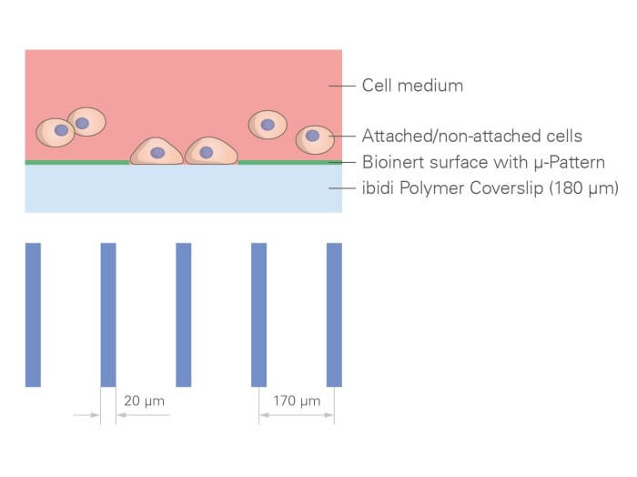 μ-Slide 8 Well high μ-Pattern ibiTreat, lin20, pit170