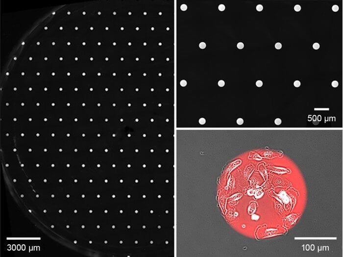ibidi Micro Illumination System