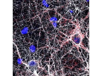 µ-Plate 24 Well