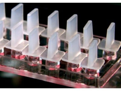 µ-Slide Chemotaxis