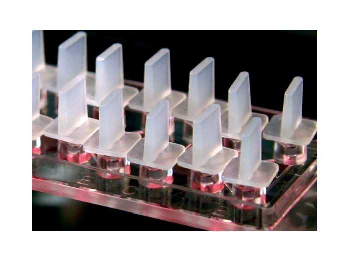 µ-Slide Chemotaxis