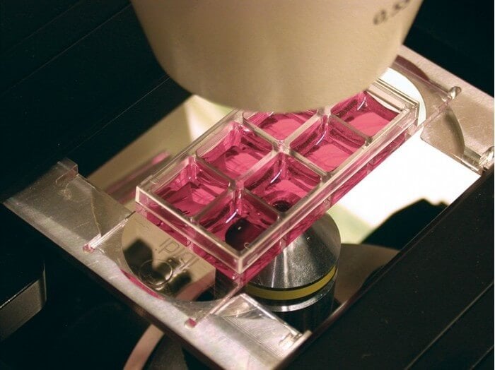 µ-Slide 8 Well in action