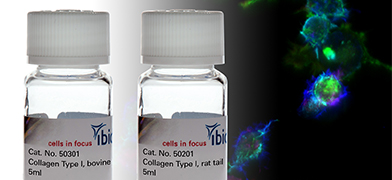 ibidi Product News:  ibidi Releases Bovine Version of Collagen Type I for Cell Culture Applications