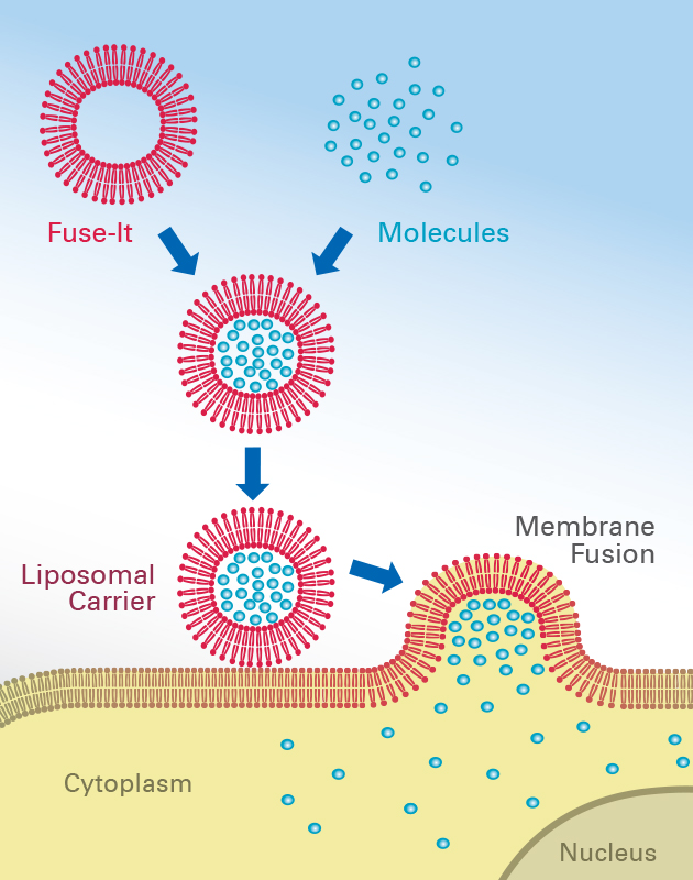 Немецкие гены. Membrane Fusion.