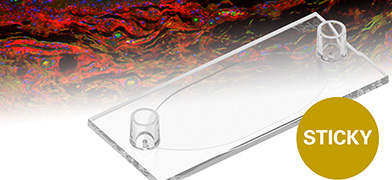 Simplify Your Tissue Staining Protocols With the sticky-Slide Tissue