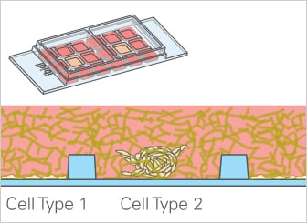 Sand columns consolidated by a live (LT) S. pevalekii cells, b UV