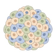 ap_3d_embryoid_body.jpg