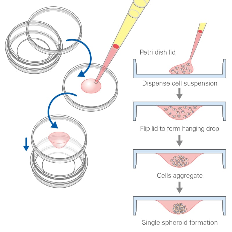 ap_3d_graphical_abstract_hanging_drop.jpg