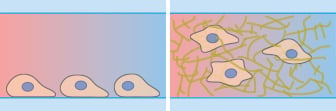 Schematic of adherent HT-1080 cancer cells