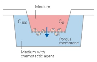 Chamber of Migration