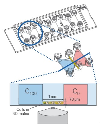 µ-Slide Chemotaxis: Principle