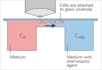 Zigmond Chamber