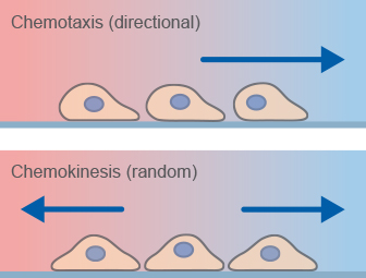 Chemotaxis-related migratory responses.