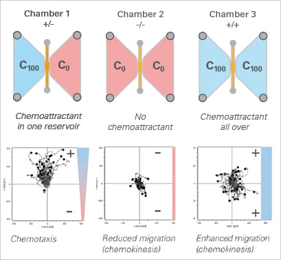 Experimental setup (top) and data plots (bottom) of a chemotaxis assay