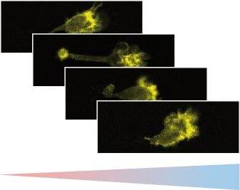 Chemotaxis of Leukocytes in 3D