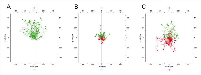 manual tracking imagej