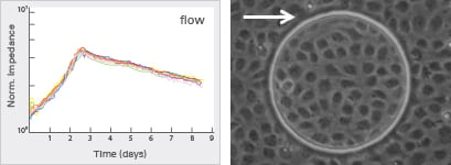 Cells Under Flow | Experimental Examples | Ibidi