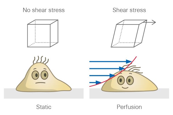 Schematic illustration of wall shear stress acting on cells under flow