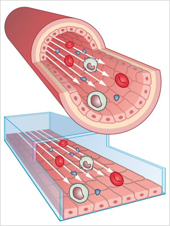 Why Cell Culture Under Flow? | The Impact of Shear Stress | ibidi