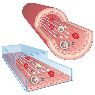 Comparison of endothelial cells in a blood vessel and in an in vitro flow channel
