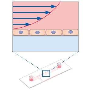 2D cell monolayers under flow