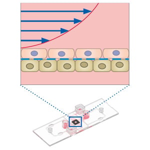 Porous membrane co-culture under flow