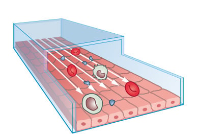 Flow conditioning of adherent cells in a Channel Slide