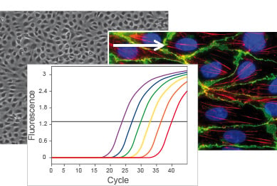 Imaging and staining after flow conditioning