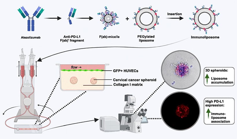 PD-L1-Targeted Immunoliposomes in a Cervical Cancer-on-a-Chip Model