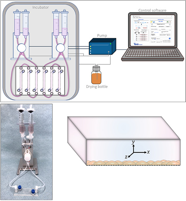 Dynamic blood–brain barrier model for microscopy and permeability analysis