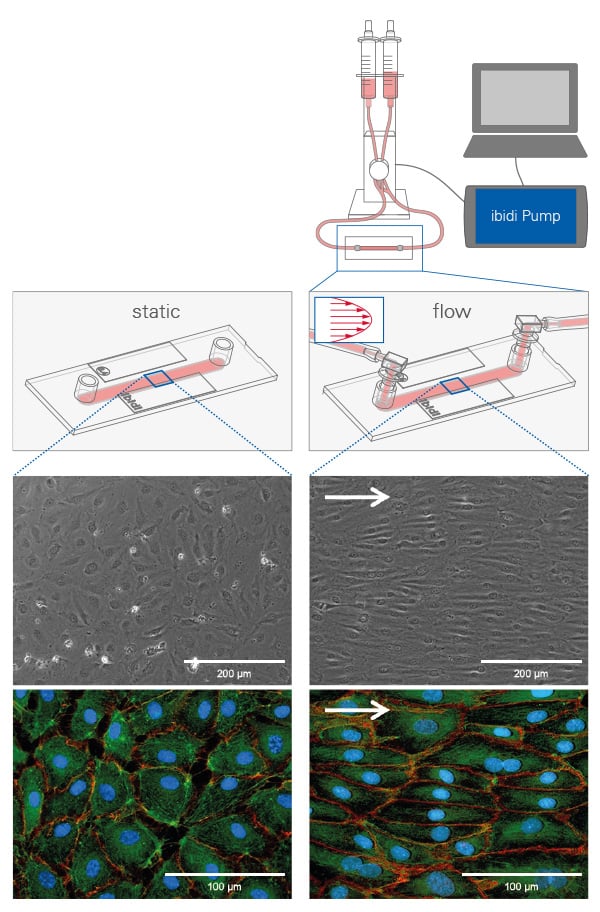 Culturing Pulmonary Endothelial Cells (HPMECs) Under Shear Stress