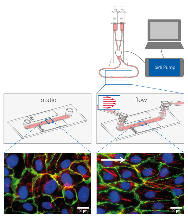Culturing Human Umbilical Vein Endothelial Cells (HUVECs) Under Flow