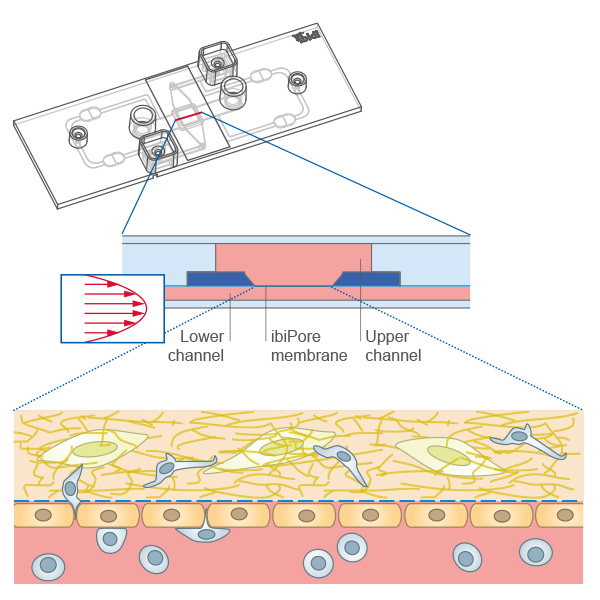 Porous membrane co-culture under flow using the µ-Slide ibiPore SiN