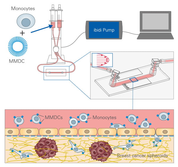 A Model for Endothelial Barrier Crossing Under Flow