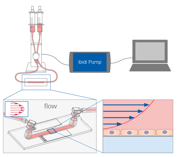 Culturing Human Umbilical Vein Endothelial Cells (HUVECs) Under Flow
