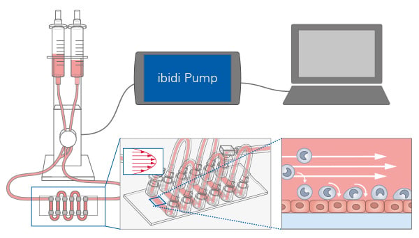 Rolling and Adhesion Assay Under Defined Shear Stress
