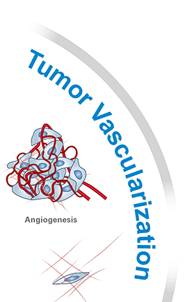 Tumor Vascularization