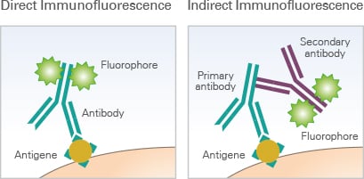 Immunofluorescence staining protocol