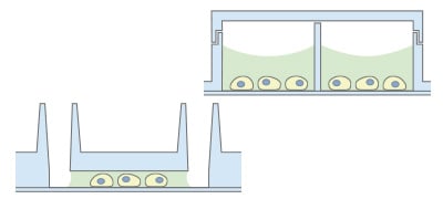 Immunofluorescence staining workflow using ibidi µ-Slides