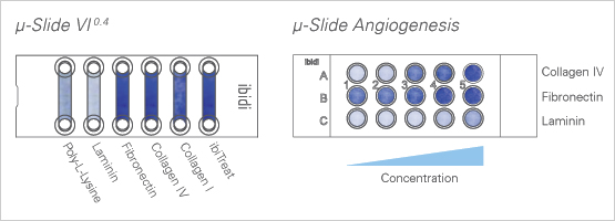 cell_attachment2.jpg